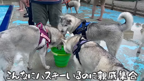 プールで親戚集合