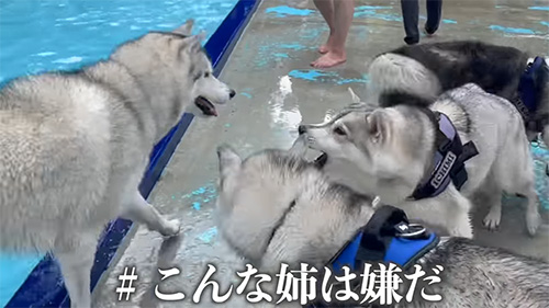 こんな姉は嫌だ