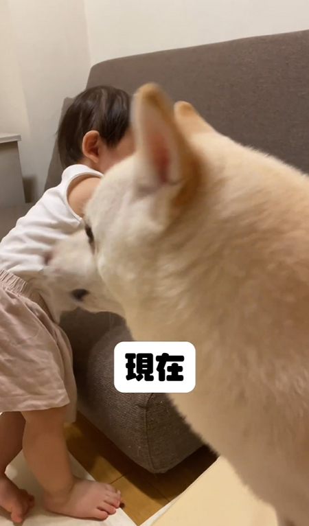 まめたちゃん横顔