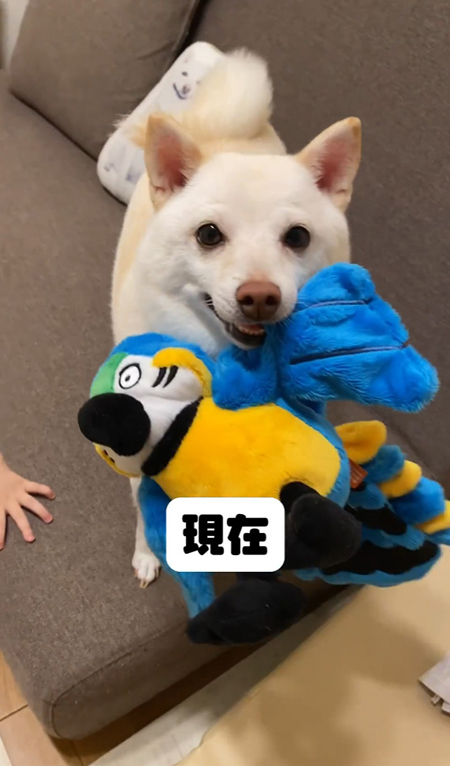 現在おもちゃを咥えるまめたちゃん