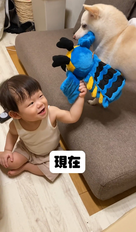 現在引っ張り合いっこまめたちゃん向こう向き