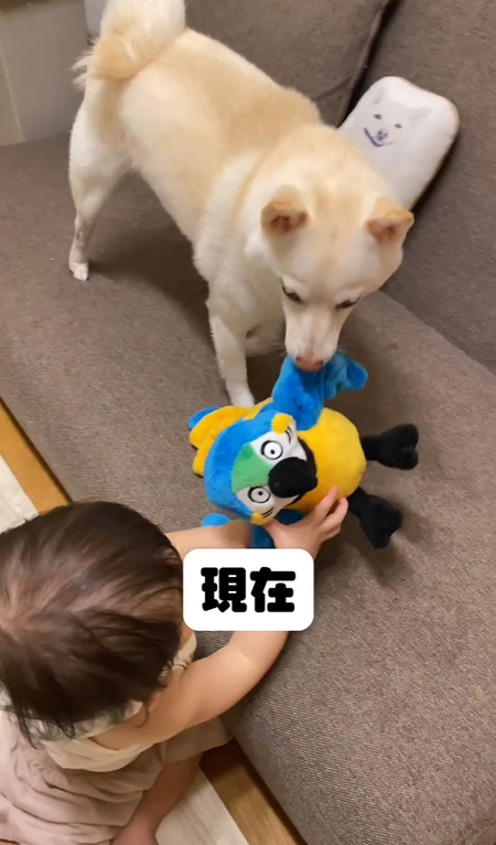 現在引っ張り合いまめたちゃんこちら向き