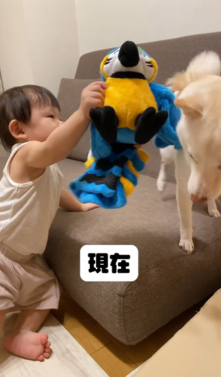 弟くんにおもちゃを押し付けられる