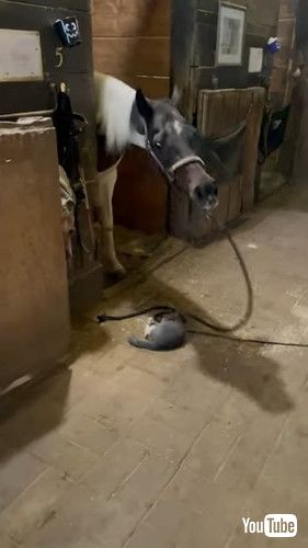 「A Friendship Between Barn Animals || ViralHog」