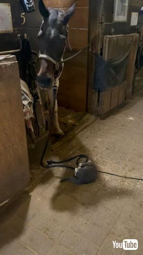 「A Friendship Between Barn Animals || ViralHog」