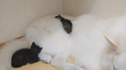 さびちゃんの寝ている場所は……