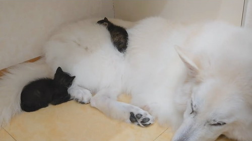 さびちゃんの寝ている場所は……