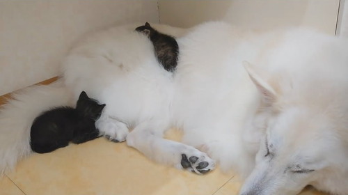 さびちゃんの寝ている場所は……