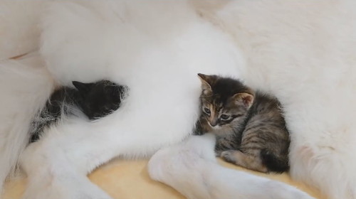 子猫ちゃんたち