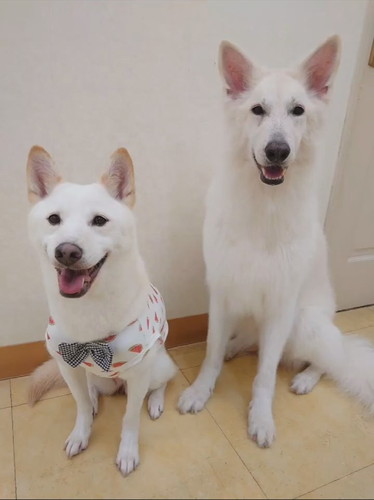 ワンコスタッフたち