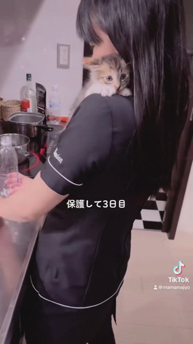 元保護子猫の一時預かり