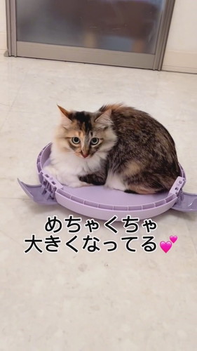 元保護子猫の一時預かり