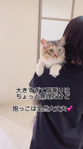 元保護子猫の一時預かり