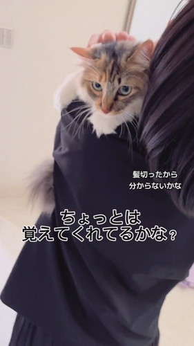 元保護子猫の一時預かり