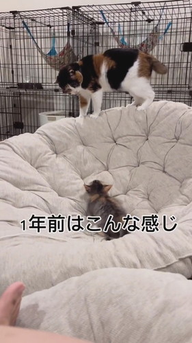 元保護子猫の一時預かり