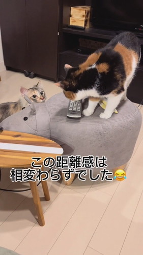 元保護子猫の一時預かり