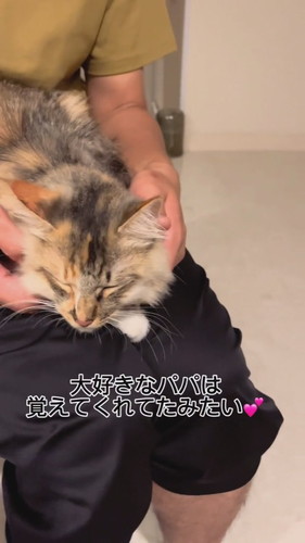 元保護子猫の一時預かり