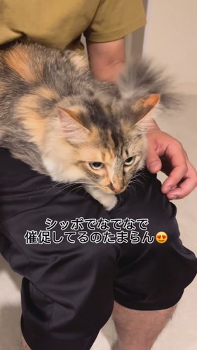 元保護子猫の一時預かり