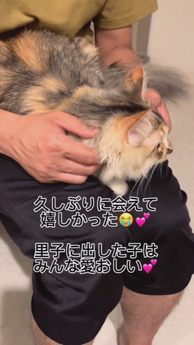 元保護子猫の一時預かり