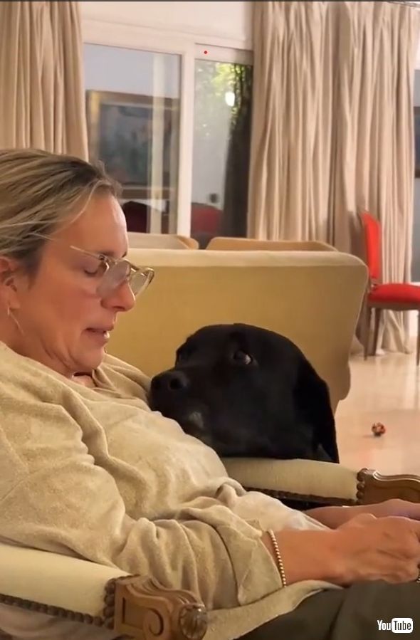 じっと見つめておねだりする犬