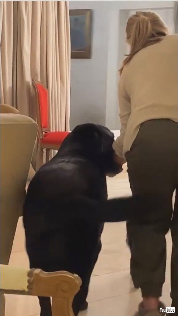 飼い主さんの腕をくわえて連れて行く