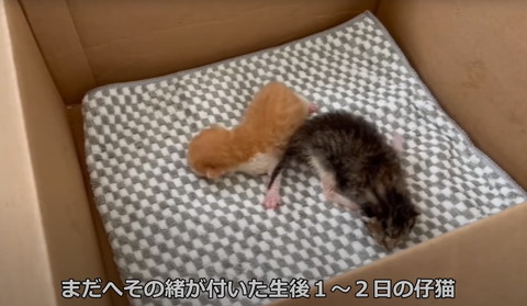 ダンボールに子猫