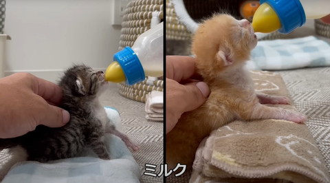 ミルクテロップ