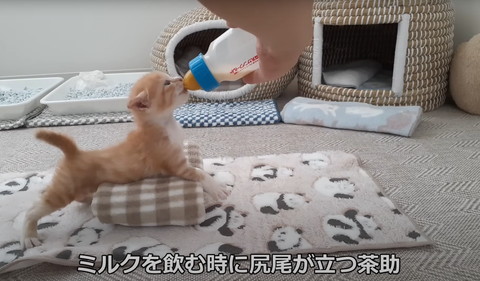 ミルクを飲むときにしっぽが