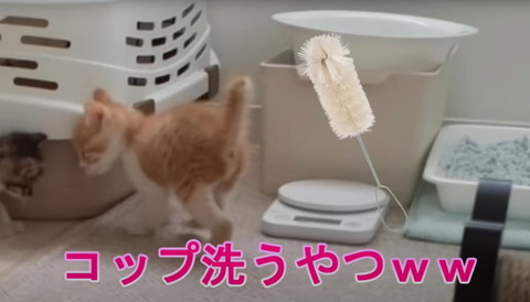 コップ洗うやつテロップ