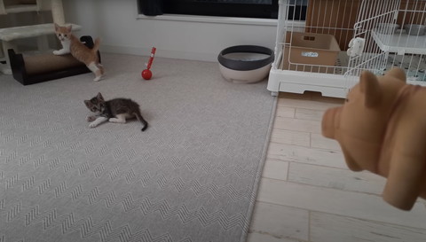 豚のおもちゃと子猫