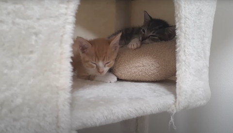 タワーで寝てる子猫