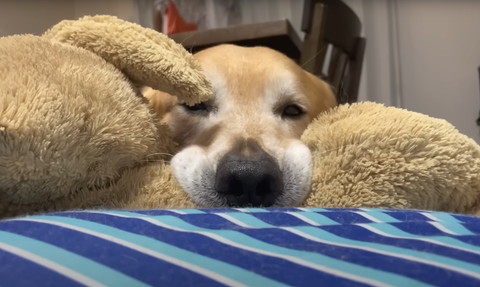 ぬいぐるみに顎のせワンコ