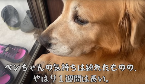 べんちゃんの気持ちは紛れたもののテロップ