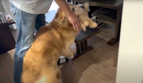 ぬいぐるみくわえるワンコ