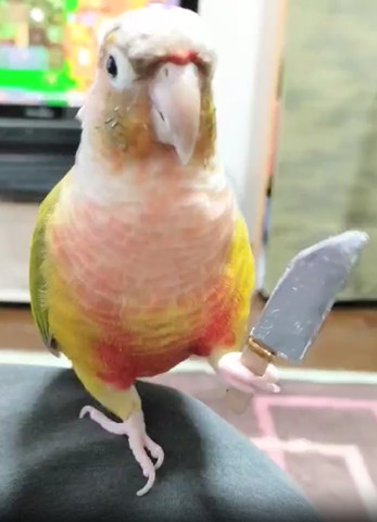 ウロコインコ