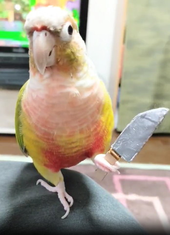 包丁を持って左見るインコ