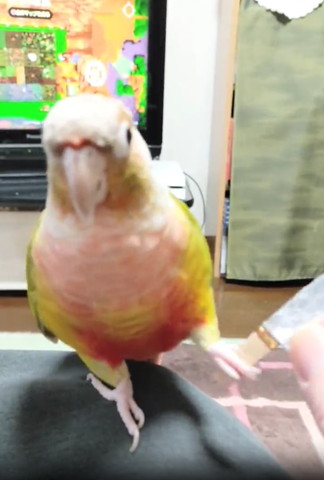 包丁を受け取るインコ