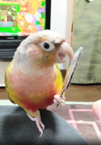 包丁に顏を近づけるインコ