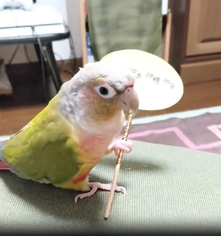 うちわを持ち上げようとするインコ