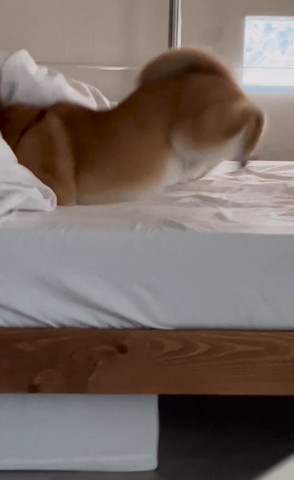 掛け布団に勢いよく突っ込むワンコ