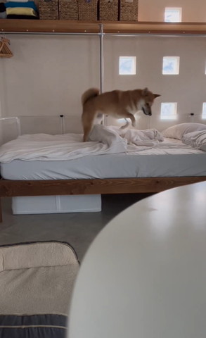 ジャンプしてるワンコ