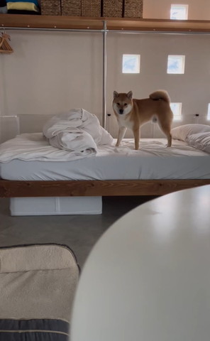 カメラ目線で仁王立ちワンコ