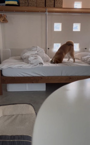 お尻突き上げて布団に頭こすりつけるわんこ