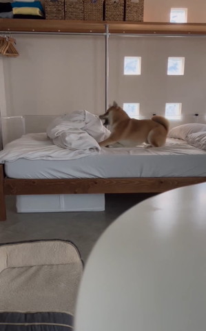 口開けてテンション高いワンコ