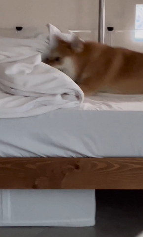 掛け布団とワンコぶれてる