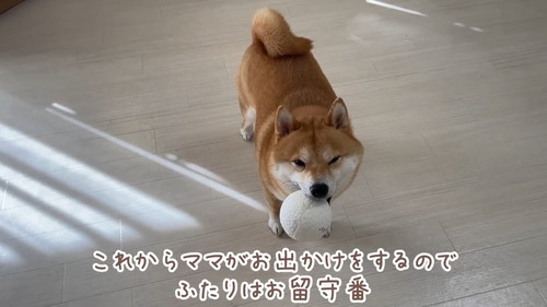 ボールをくわえた犬