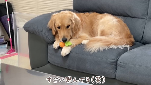 睨む犬