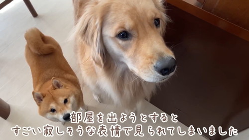 寂しそうな犬