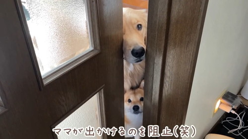 ドアに鼻を挟む犬