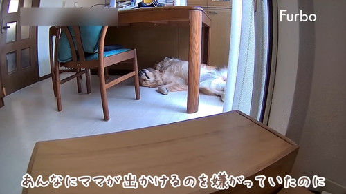 仰向けの犬